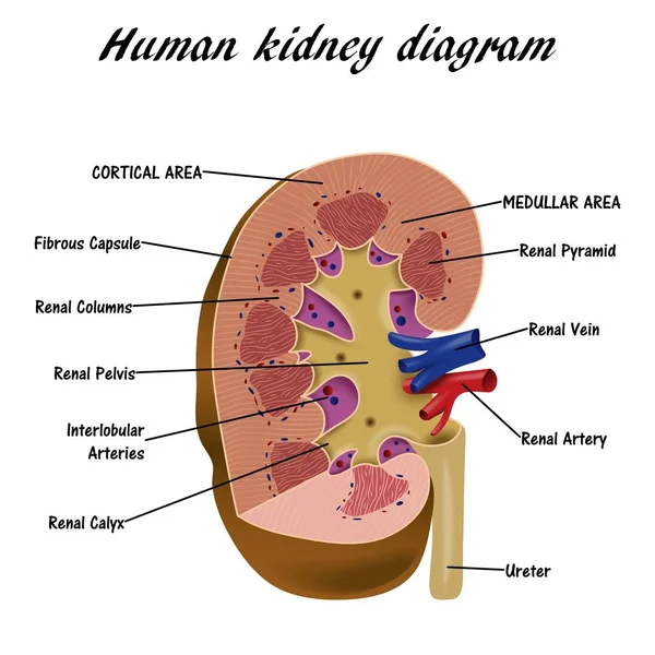 Diagramm der menschlichen Niere — Stockvektor