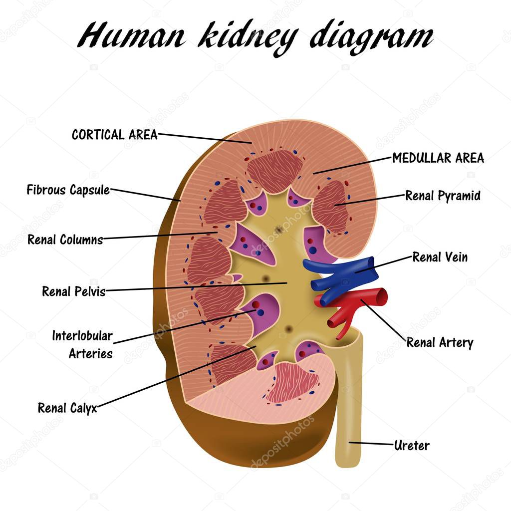 Human Kidney Diagram — Stock Vector © pablofdezr1984 #157794392