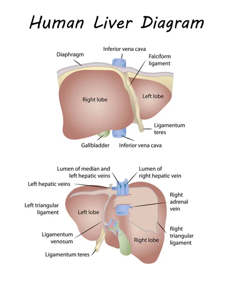 Diagramma del fegato umano — Vettoriale Stock