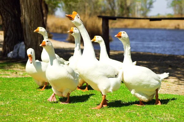 A flock of white geese Stock Picture