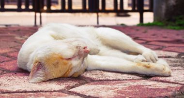 Kedi uyku mağazalardan