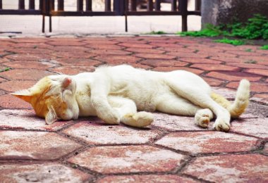 Kedi uyku mağazalardan