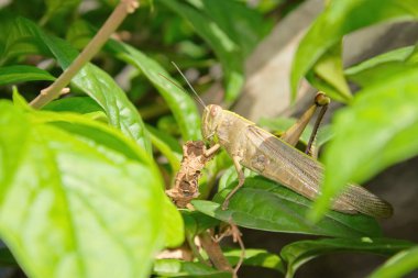 Yapraklarla çevrili Grasshopper