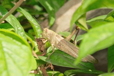 Yapraklarla çevrili Grasshopper