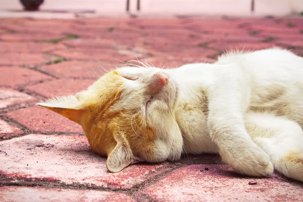 Kedi uyku mağazalardan