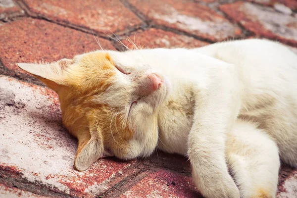 Kedi uyku mağazalardan