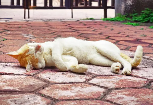Kedi uyku mağazalardan