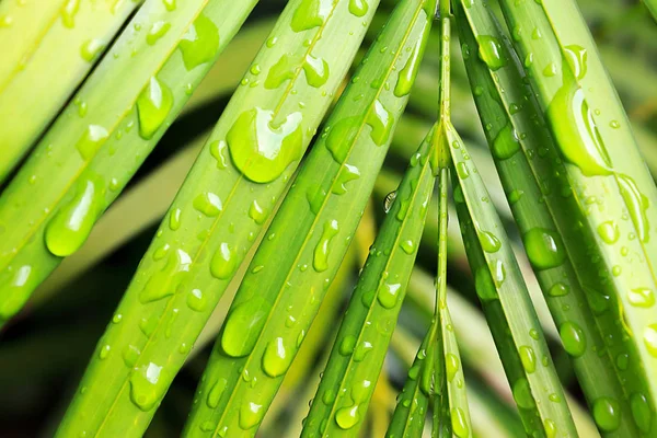 Folhas de palma verde molhadas — Fotografia de Stock