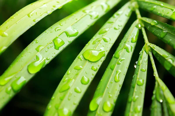 Mokre zielone liście palmowe Zdjęcia Stockowe bez tantiem