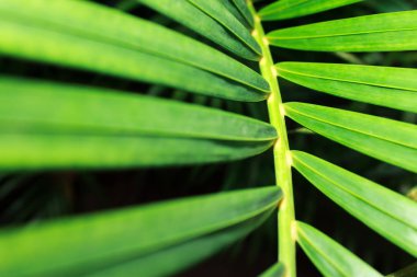 Yeşil palmiye yaprakları