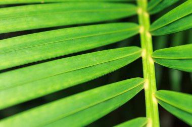 Yeşil palmiye yaprakları