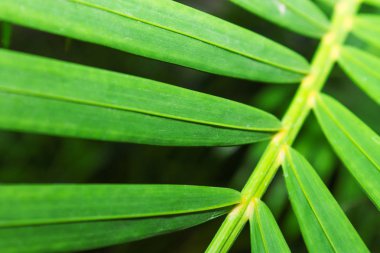 Yeşil palmiye yaprakları