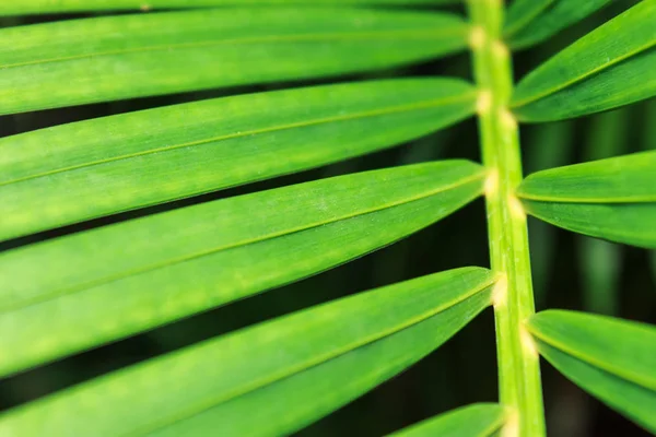 Yeşil palmiye yaprakları
