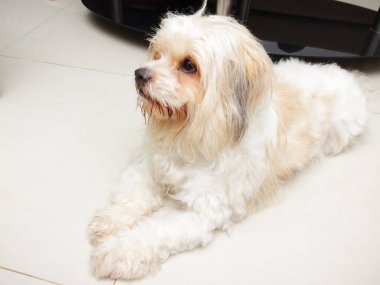 Gür saçlı köpek pozlar