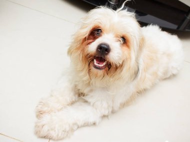 Gür saçlı köpek pozlar