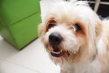 Gür saçlı köpek pozlar