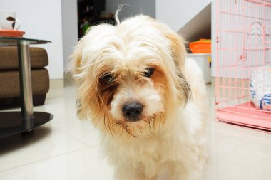 Gür saçlı köpek pozlar