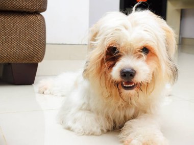 Gür saçlı köpek pozlar