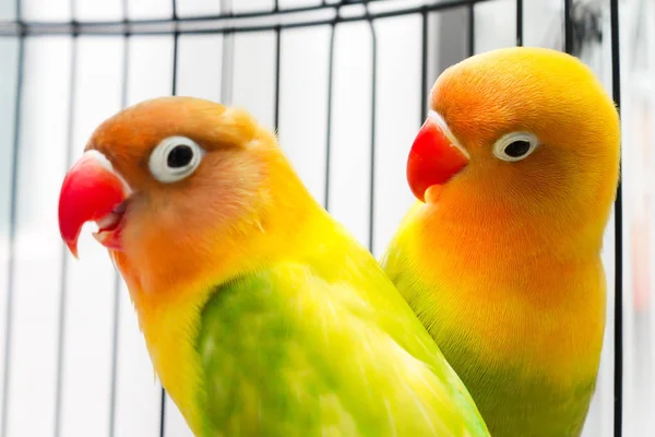 Beautiful Colorful Lovebirds — Stock Photo, Image