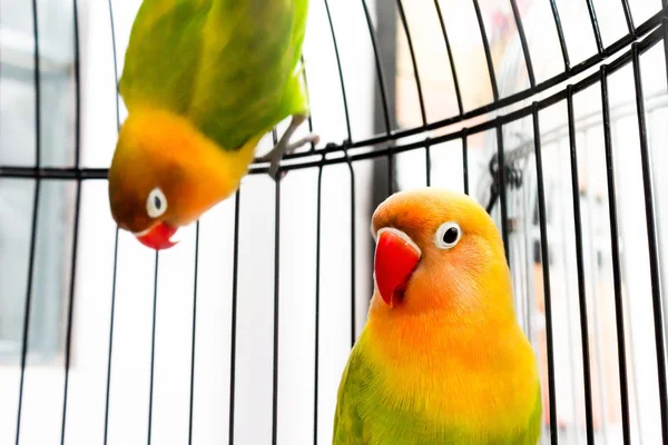 Güzel renkli muhabbet kuşları