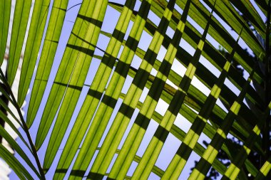 Güneş ışığı arkadan aydınlatmalı yaprakları arasında