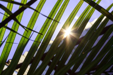 Güneş ışığı arkadan aydınlatmalı yaprakları arasında