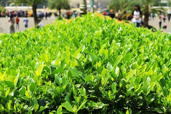 Parkta yeşil yapraklar