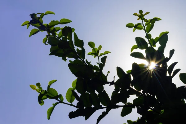 Luz solar retroiluminada entre as folhas — Fotografia de Stock