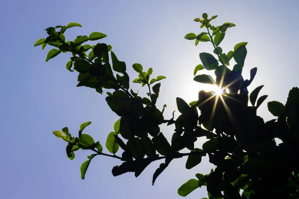 Luz solar retroiluminada entre as folhas — Fotografia de Stock