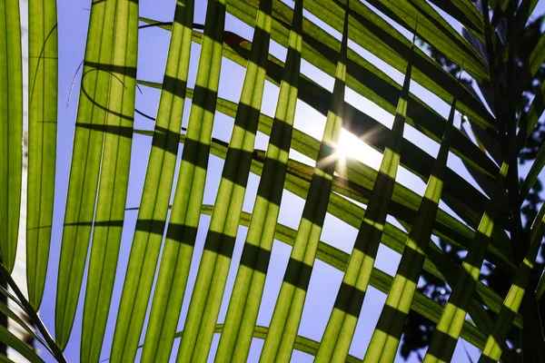 Rétroéclairage de la lumière du soleil entre les feuilles — Photo