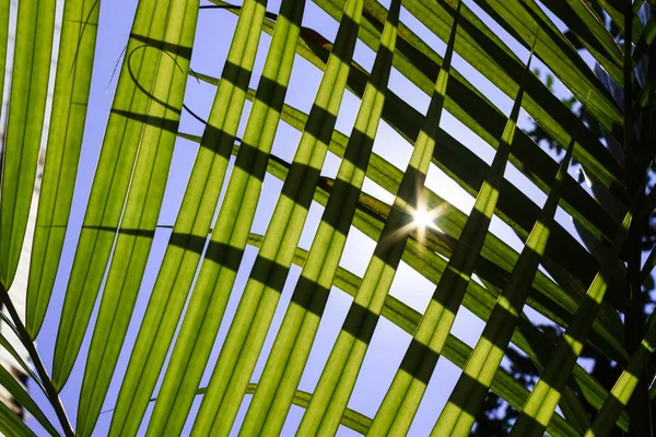 Güneş ışığı arkadan aydınlatmalı yaprakları arasında