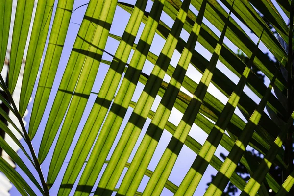 Güneş ışığı arkadan aydınlatmalı yaprakları arasında