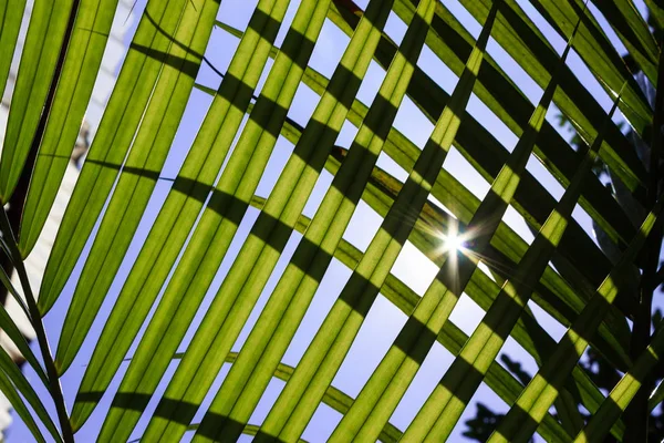 Güneş ışığı arkadan aydınlatmalı yaprakları arasında