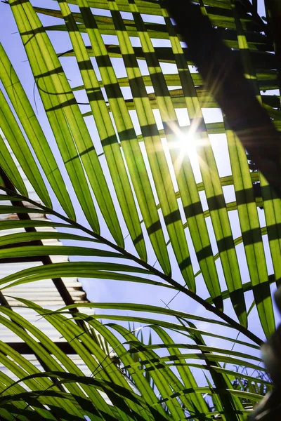 Güneş ışığı arkadan aydınlatmalı yaprakları arasında