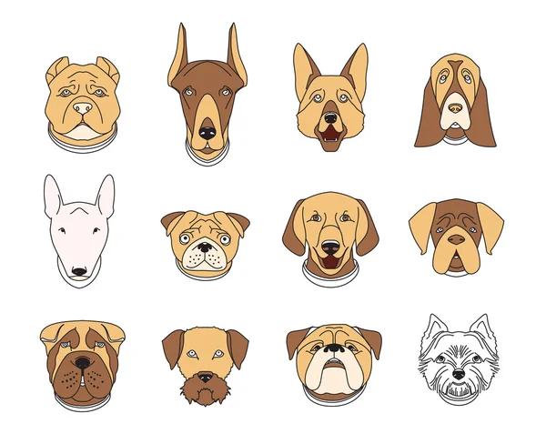 Razas populares de perros. 12 iconos lineales de colores aislados en blanco — Archivo Imágenes Vectoriales