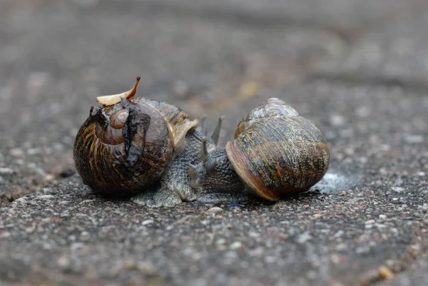 Liebe Ist Überall — Stockfoto