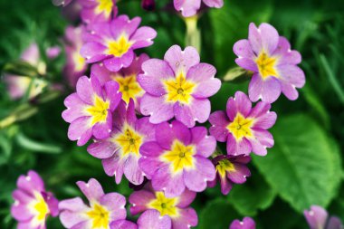 Bahçe çiçek açan çiçekler