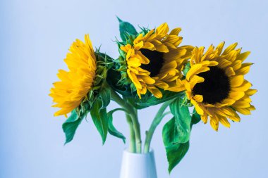 Seramik vazo içinde güzel sarı ayçiçeği