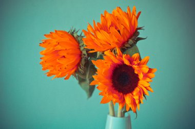 Parlak turuncu ayçiçeği 