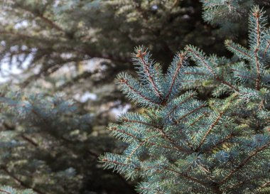 Mavi çam ağacı dalları