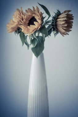 Seramik vazo içinde güzel sarı ayçiçeği