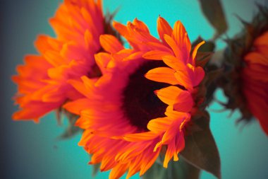 Parlak turuncu ayçiçeği 