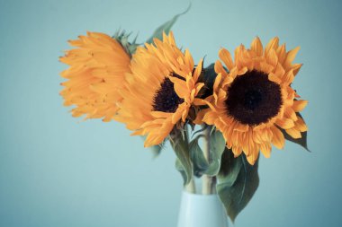 Seramik vazo içinde güzel sarı ayçiçeği