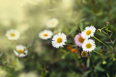 Yeşil çim ve papatya çiçekler