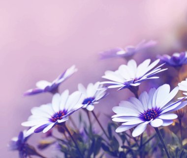 güzel papatya çiçekleri