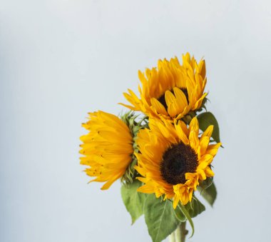 güzel sarı ayçiçeği 