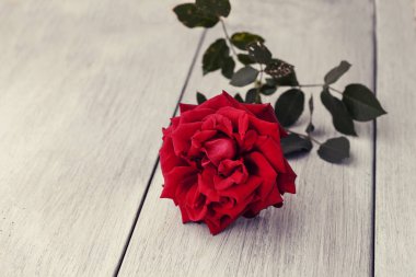 ahşap masa, Sevgililer günü kavramı üzerinde güzel kırmızı gül 