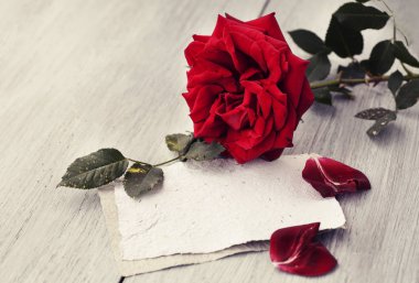 Red Rose on book