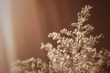 dalı, vintage retro tarzı güzel ışık çiçek 