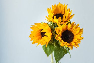 Seramik vazo içinde güzel sarı ayçiçeği